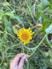 Sonchus arvensis arvensis