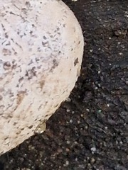 Daldinia concentrica