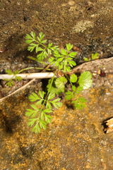 Anthriscus caucalis