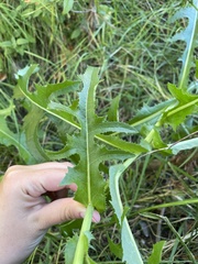 Sonchus arvensis arvensis