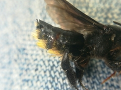 Megachile nigripennis