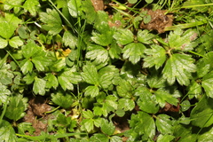 Ranunculus repens