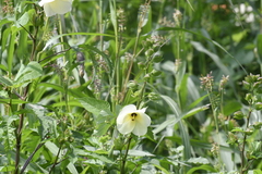 Abelmoschus moschatus