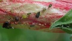 Aphis gossypii
