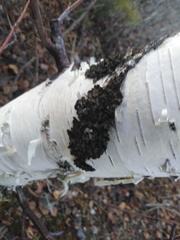 Melanohalea olivacea