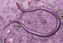 Carphophis amoenus amoenus