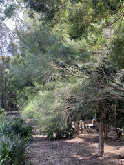 Casuarina equisetifolia