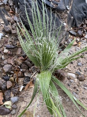 Washingtonia robusta