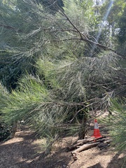 Casuarina equisetifolia
