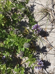 Psoralea bracteolata