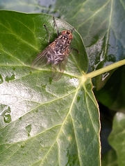 Calliphora vomitoria