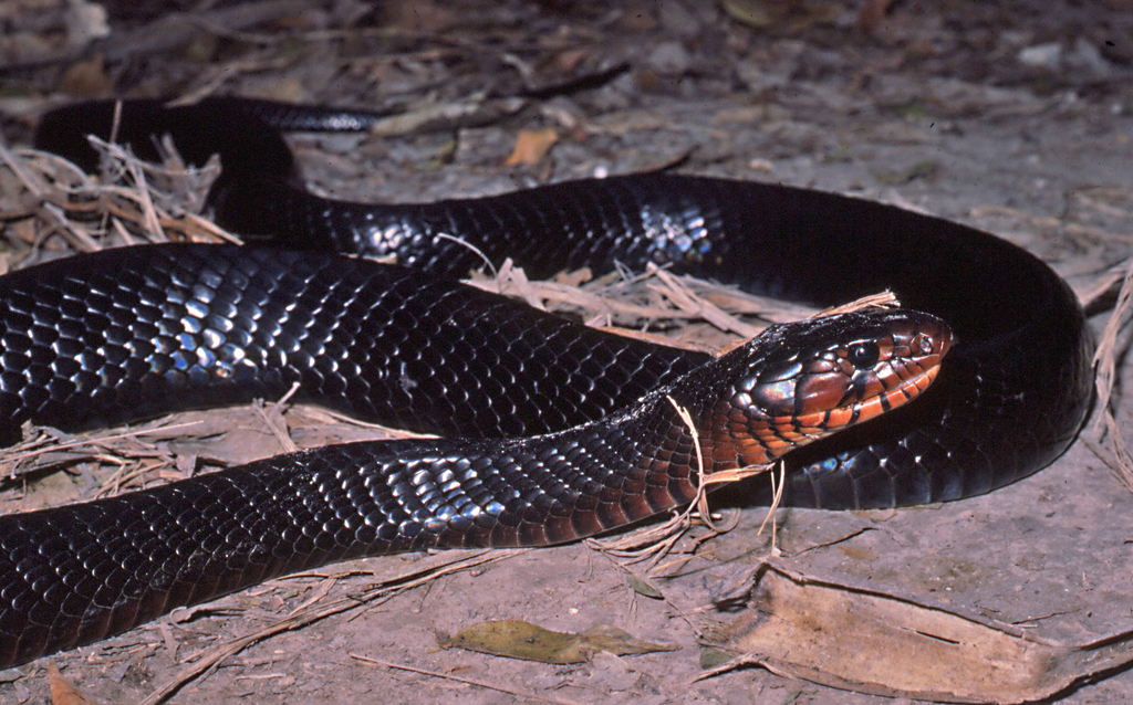 Eastern indigo snake