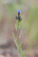 Allophyllum gilioides violaceum