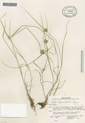 Carex sychnocephala