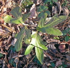 Nabalus serpentarius