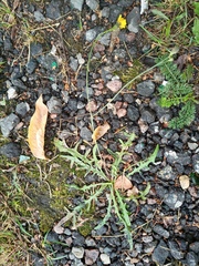 Scorzoneroides autumnalis