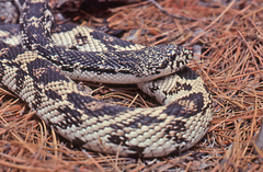 Pituophis melanoleucus melanoleucus