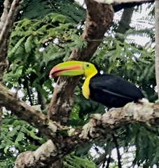 Ramphastos sulfuratus