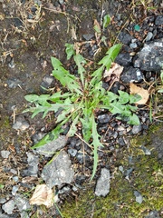 Taraxacum officinale