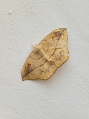 Lonomia