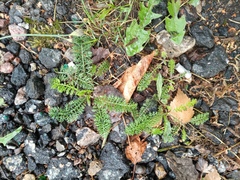 Achillea millefolium