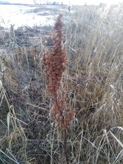 Rumex pseudonatronatus