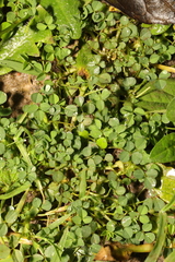 Medicago lupulina