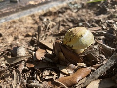 Agaricus floridanus