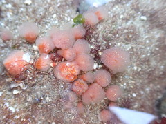 Morchellium argus