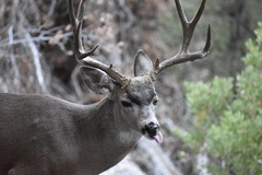 Odocoileus hemionus californicus