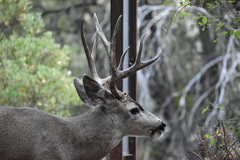 Odocoileus hemionus californicus