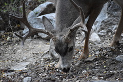 Odocoileus hemionus californicus