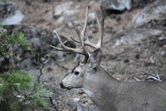 Odocoileus hemionus californicus