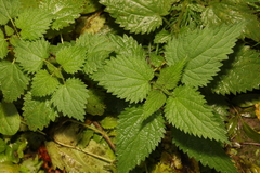 Urtica dioica