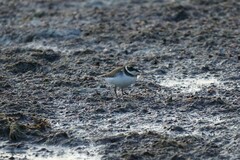 Charadrius hiaticula