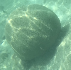 Pseudodiploria strigosa