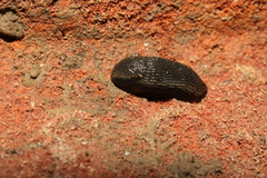 Kobeltia
