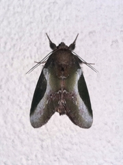 Disphragis