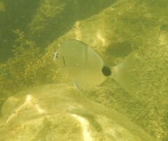 Diplodus holbrookii