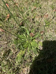 Hypochaeris radicata