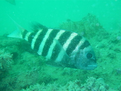 Archosargus probatocephalus