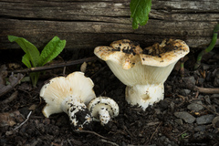 Lactarius alnicola