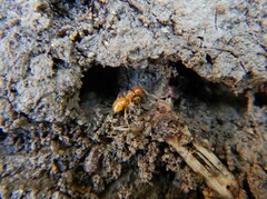 Acanthomyops