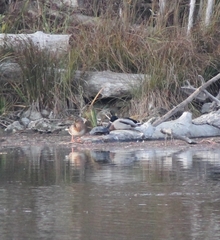 Emys orbicularis orbicularis