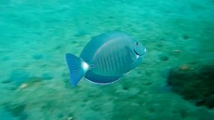 Acanthurus chirurgus