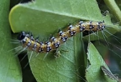 Uresiphita