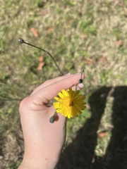 Hypochaeris radicata