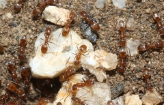 Forelius pruinosus