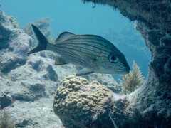 Haemulon carbonarium