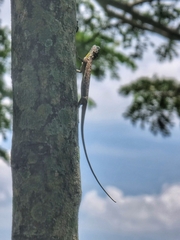 Draco sumatranus